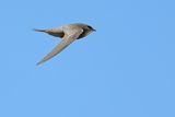Pallid Swift  (Apus pallidus)