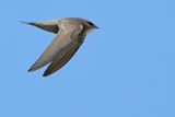 Pallid Swift  (Apus pallidus)