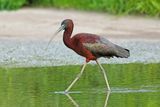 Glossy Ibis (Plegadis falcinellus)	