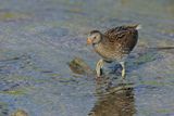Spotted Crake (Porzana porzana) 