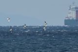 Yelkouan Shearwater - (Puffinus yelkouan)