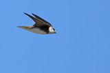 Sand Martin (Riparia riparia)