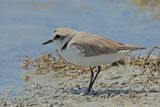 Kentish Plover (Charadrius alexandrinus)