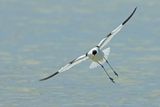 Pied avocet (Recurvirostra avosetta)