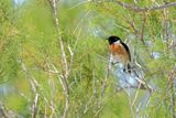 European Stonechat (Saxicola rubicola) 