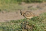 Crested Lark (Galerida cristata)