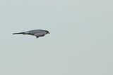 Levant sparrowhawk (Accipiter brevipes)