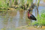 Glossy Ibis (Plegadis falcinellus)	