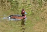Ferruginous Duck (Aythya nyroca)