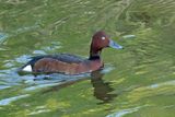 Ferruginous Duck (Aythya nyroca)