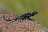 Starred Agama -Laudakia stellio
