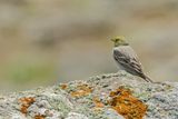 Cinereous Bunting (Emberiza cineracea)