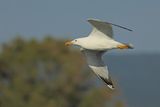 Yellow-legged Gull - (Larus michahellis ssp. michahellis)