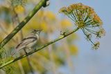 Eastern Olivaceous Warbler  - Iduna pallida
