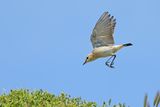 Isabelline Wheatear (Oenanthe isabellina)