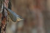 Krüpers nuthatch (Sitta krueperi)