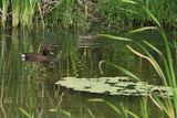 Ferruginous Duck (Aythya nyroca)