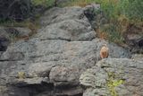 Long-legged Buzzard (Buteo rufinus)
