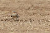 Collared pratincole (Glareola pratincola)