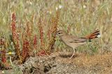Eastern Rufous-tailed Scrub-robin (Cercotrichas galactotes)