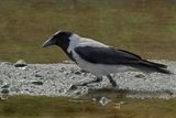 Hooded Crow (Corvus cornix)