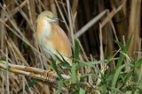 Squacco Heron (Ardeola ralloides)