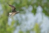 Wood Sandpiper  (Tringa glareola)