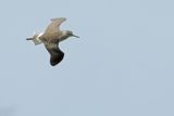 Wood Sandpiper  (Tringa glareola)