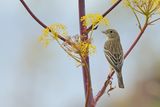 Black-headed Bunting (Emberiza melanocephala)