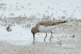 Temmincks Stint (Calidris temminckii)
