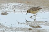 Wood Sandpiper  (Tringa glareola)