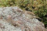 Spanish Sparrow  (Passer hispaniolensis)