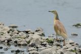 Squacco Heron (Ardeola ralloides)