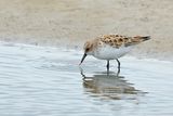 Little Stint (Calidris minuta)