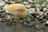 Squacco Heron (Ardeola ralloides)