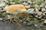 Squacco Heron (Ardeola ralloides)