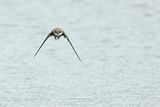 Sand Martin (Riparia riparia)