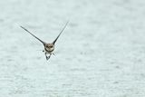Sand Martin (Riparia riparia)