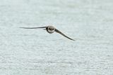 Sand Martin (Riparia riparia)