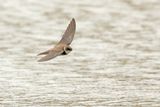Sand Martin (Riparia riparia)