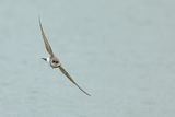 Sand Martin (Riparia riparia)