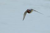 Barn Swallow (Hirundo rustica)