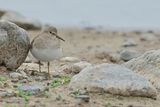 Temmincks Stint (Calidris temminckii)