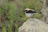 Eastern Black-eared Wheatear (Oenanthe melanoleuca)