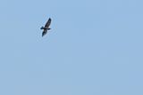 Levant sparrowhawk (Accipiter brevipes)