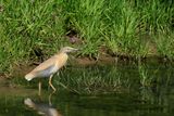 Squacco Heron (Ardeola ralloides)