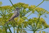 Barred warbler (Curruca nisoria) 