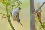 Barred warbler (Curruca nisoria) 
