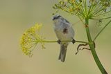 Barred warbler (Curruca nisoria) 