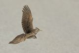 Crested Lark (Galerida cristata)